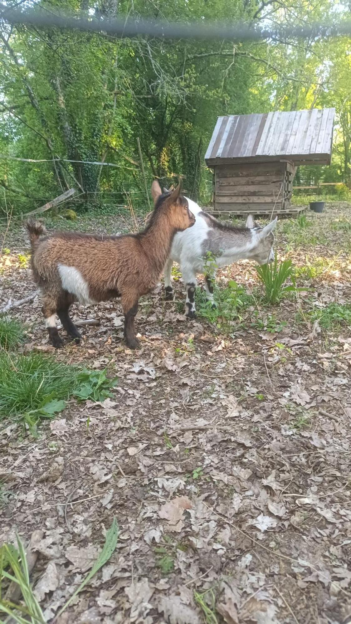 N°2 Gite 4 Personnes* Au Coeur De La Nature Saint-Aubin-de-Nabirat Eksteriør bilde
